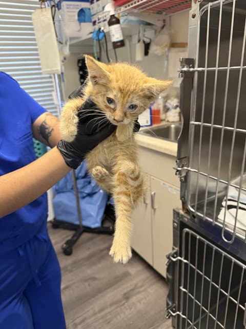 Unknown - Domestic Short Hair