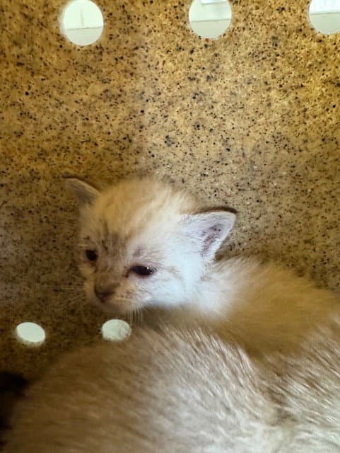 Jessica - Domestic Short Hair