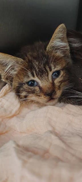 Jacob - Domestic Medium Hair