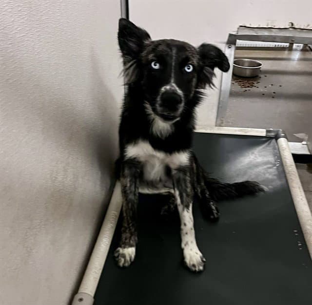 Felix - Australian Shepherd