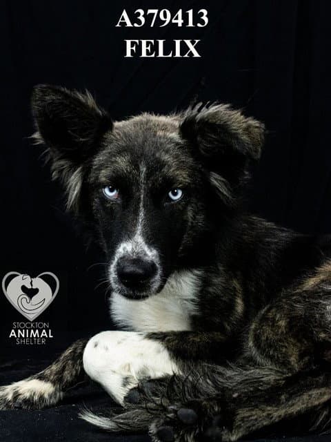 Felix - Australian Shepherd