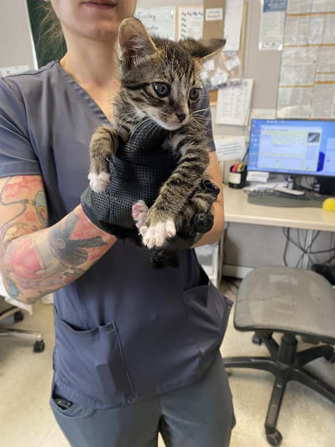 Unknown - Domestic Short Hair