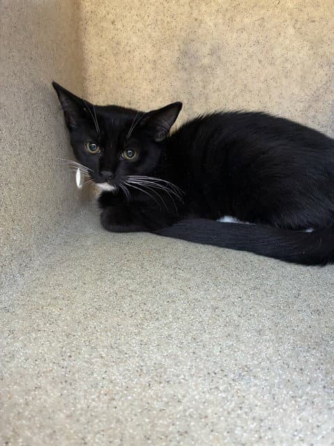 Unknown - Domestic Short Hair