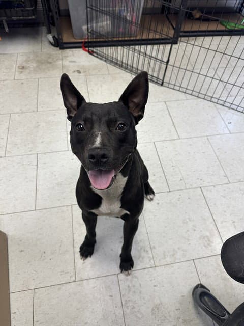 Rodney - Pit Bull Terrier