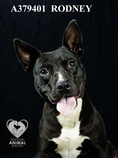 Rodney - Pit Bull Terrier