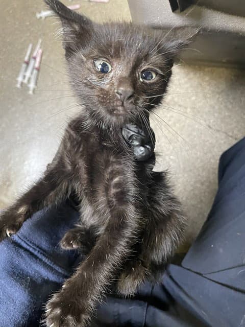 Unknown - Domestic Long Hair
