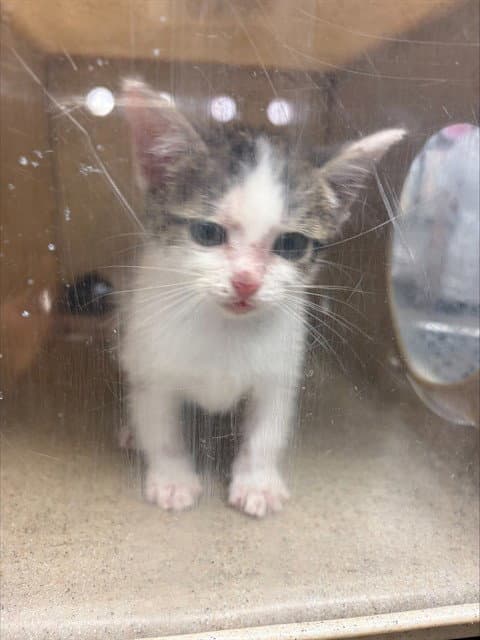 Unknown - Domestic Short Hair