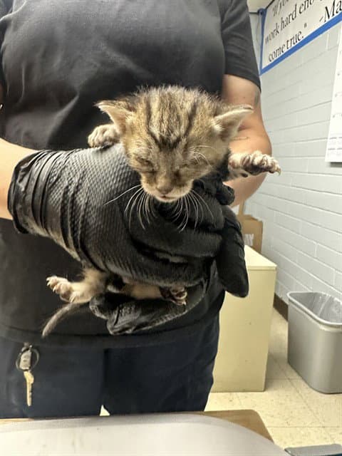 Unknown - Domestic Short Hair