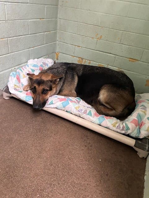 Unknown - German Shepherd Dog
