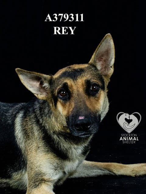 Unknown - German Shepherd Dog