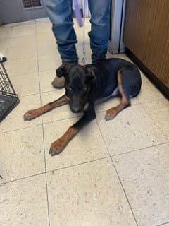 Unknown - Doberman Pinscher