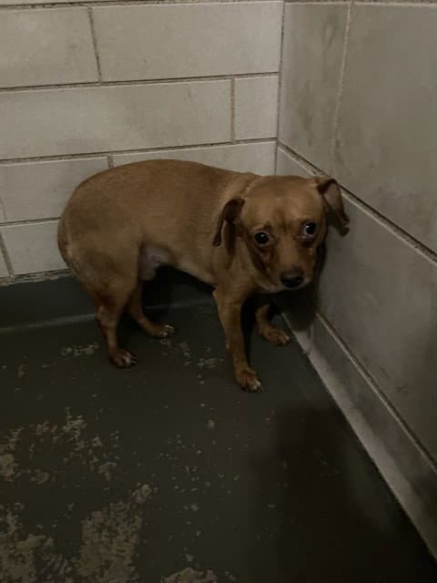 Lucky - Chihuahua
