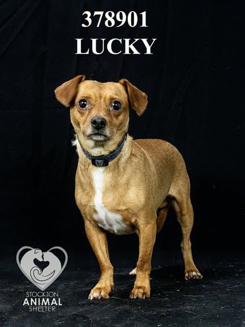 Lucky - Chihuahua