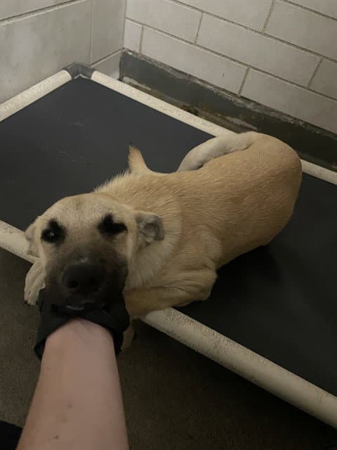 Tinky-Winky - German Shepherd Dog