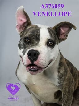 Venellope image 1