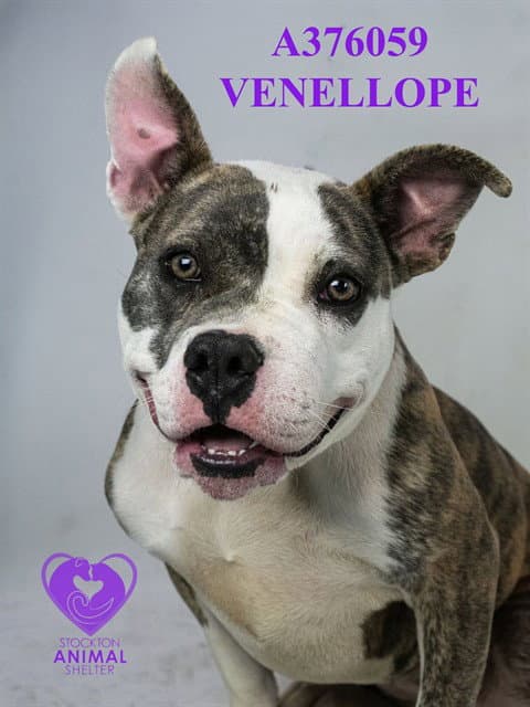 Venellope - Pit Bull Terrier