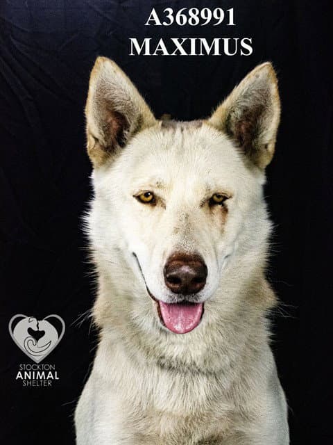 Maximus - German Shepherd Dog