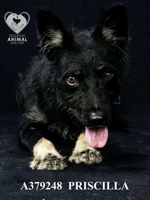 Priscilla - German Shepherd Dog