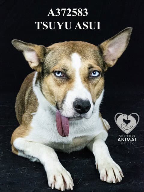 Tsuyu Asui - German Shepherd Dog
