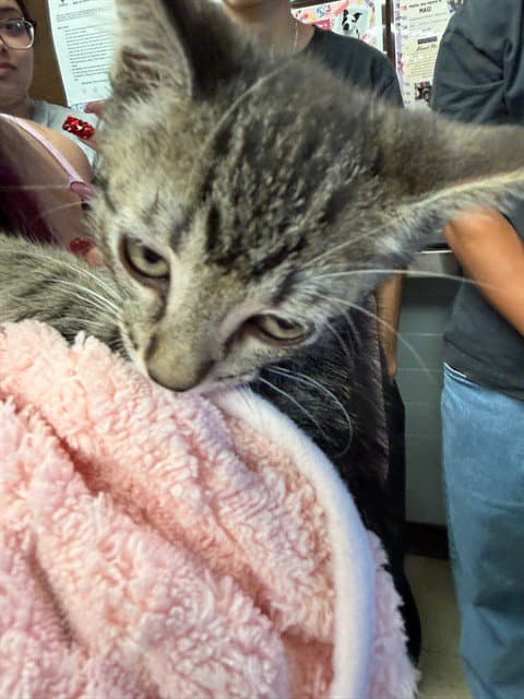 Peter Pan - Domestic Short Hair