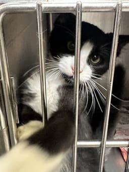 Louie image 1