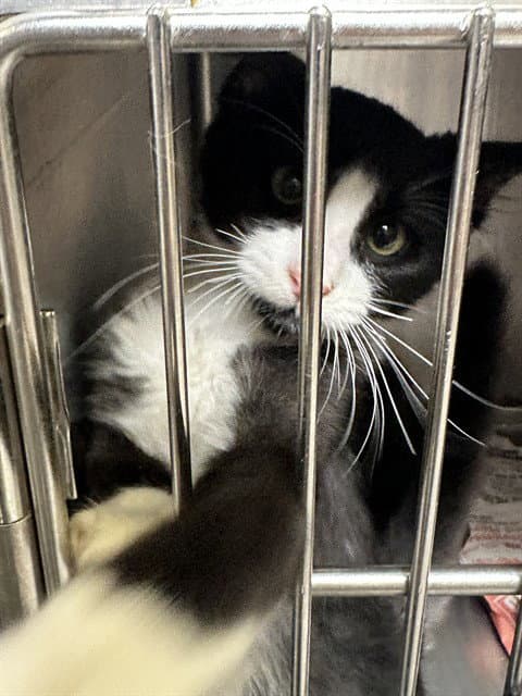 Louie - Domestic Short Hair