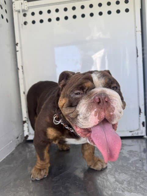 Fillmore - Bulldog