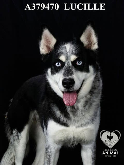 Lucille - Siberian Husky