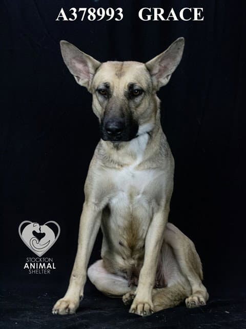 Grace - German Shepherd Dog