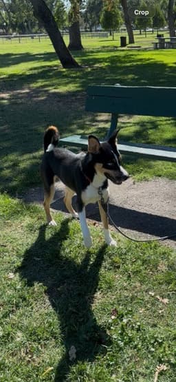 Dominic image 1