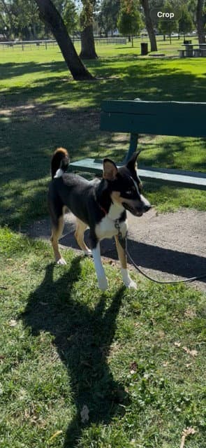 Dominic - Siberian Husky