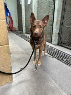 Skippy Patches - Australian Kelpie