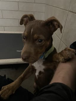 Mocha image 1