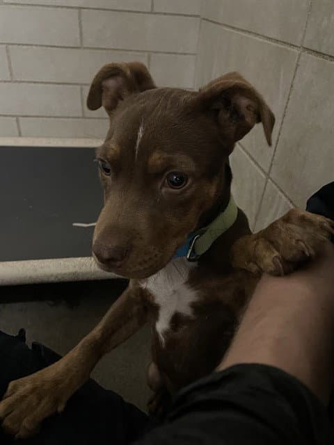 Mocha - Pit Bull Terrier