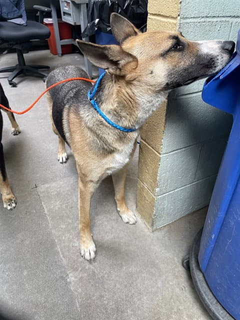 Xena - German Shepherd Dog