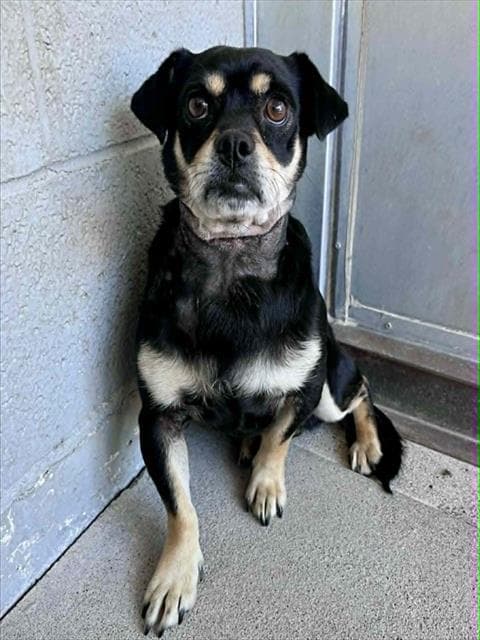 Sylvester - Chihuahua