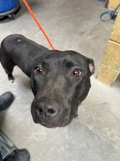 Nibbles - Pit Bull Terrier