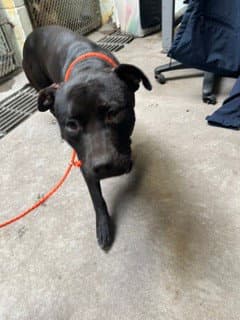 Twiggy - Pit Bull Terrier