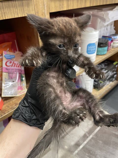 Ebony - Domestic Short Hair
