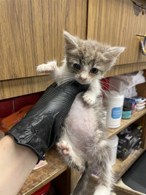 Squirt - Domestic Short Hair