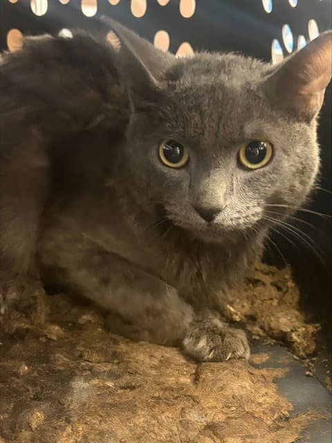 Silver - Domestic Short Hair