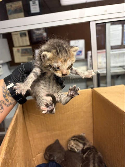 Tawnie - Domestic Short Hair