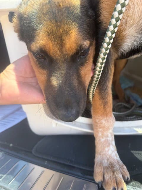 Unknown - German Shepherd Dog