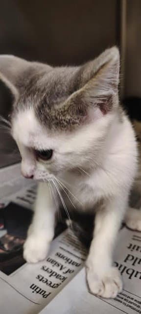 Unknown - Domestic Short Hair