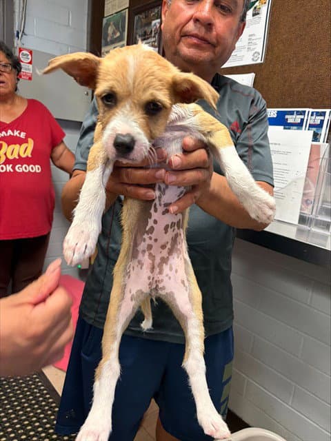 Tia - Terrier