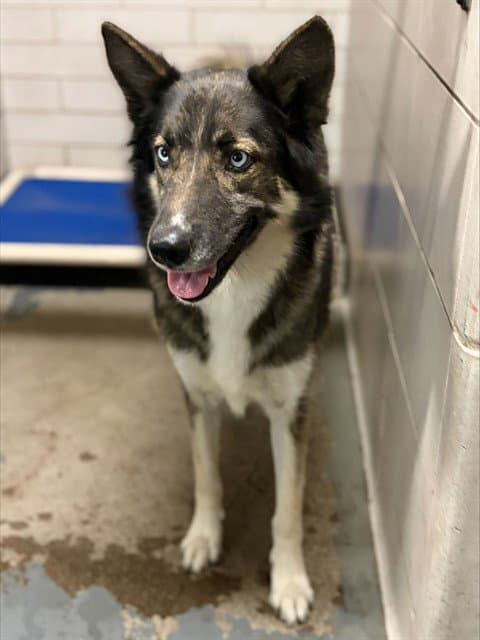 Sadie - German Shepherd Dog