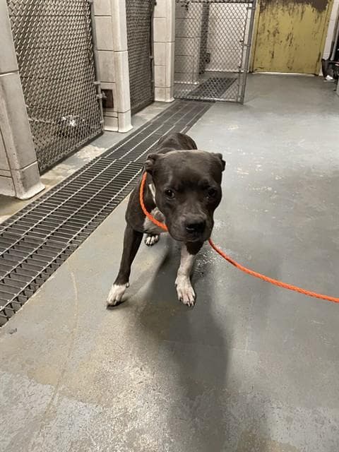 Letty - Pit Bull Terrier