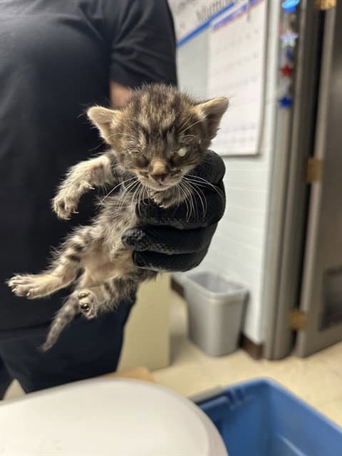Unknown - Domestic Short Hair