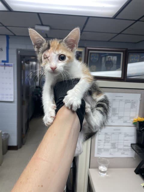 Snickers - Domestic Short Hair
