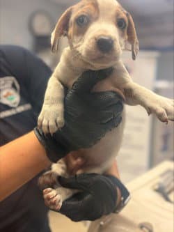 Simon - Terrier